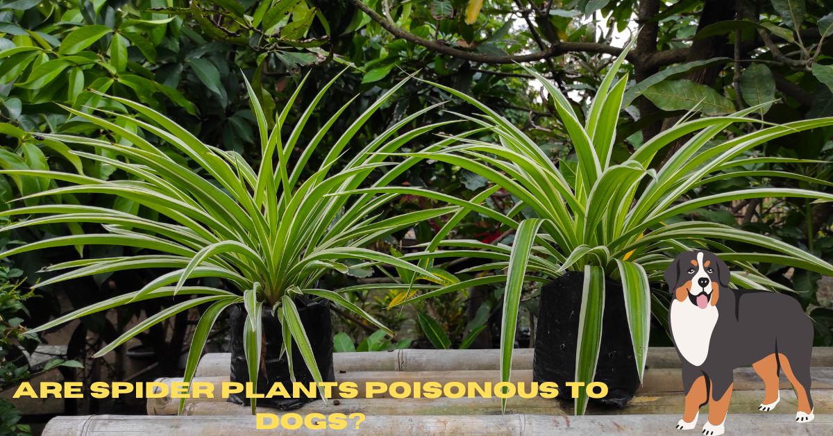 Are spider plants poisonous to dogs?