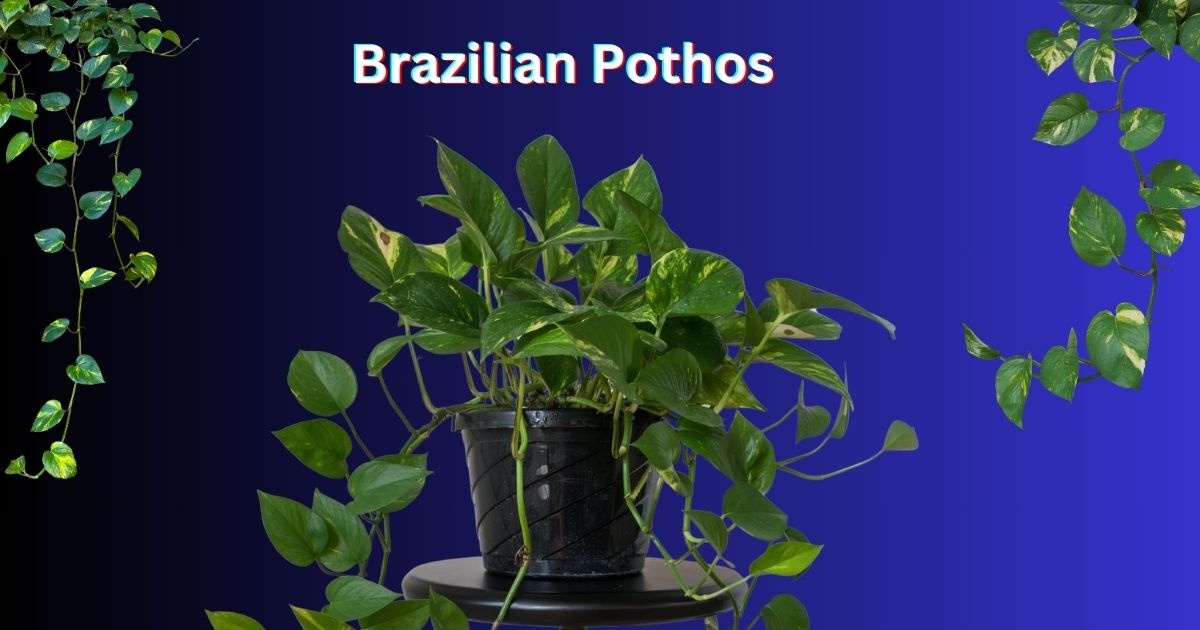 Brazilian Pothos