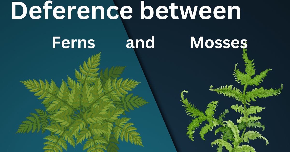 Deference between Ferns and Mosses