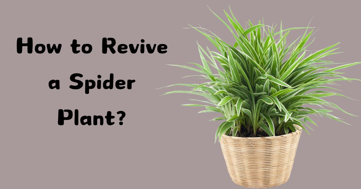 How to Revive a Spider Plant?