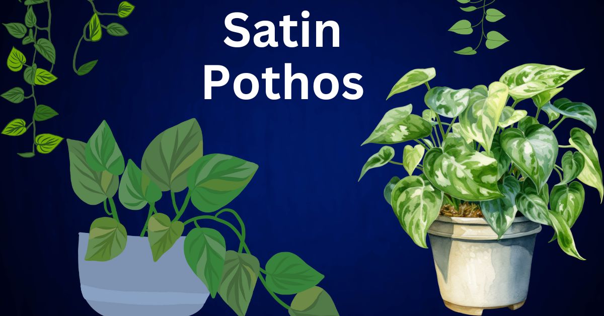 Satin Pothos