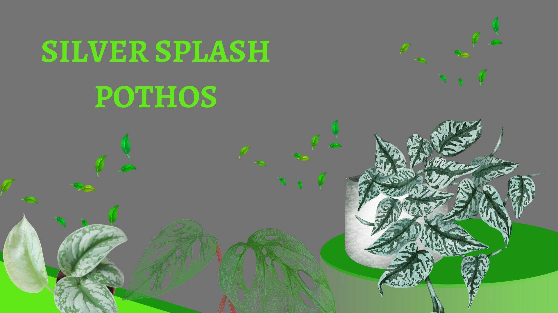 Silver Splash Pothos