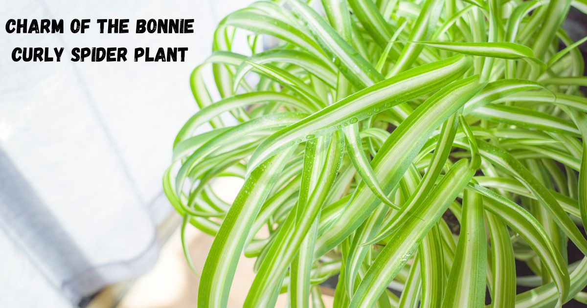 Unlocking the Charm of the Bonnie Curly Spider Plant