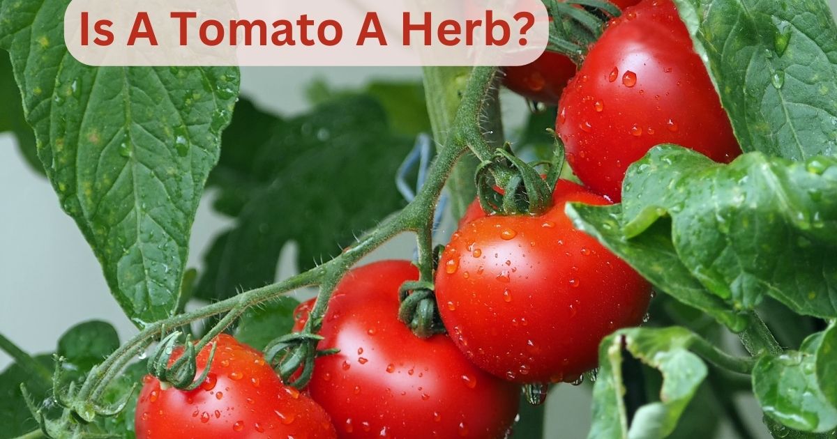 Is A Tomato A Herb?