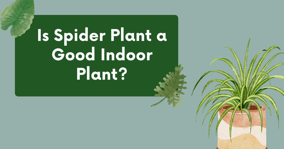 Is Spider Plant a Good Indoor Plant?