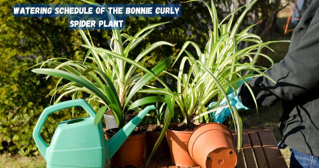 Unlocking the Charm of the Bonnie Curly Spider Plant