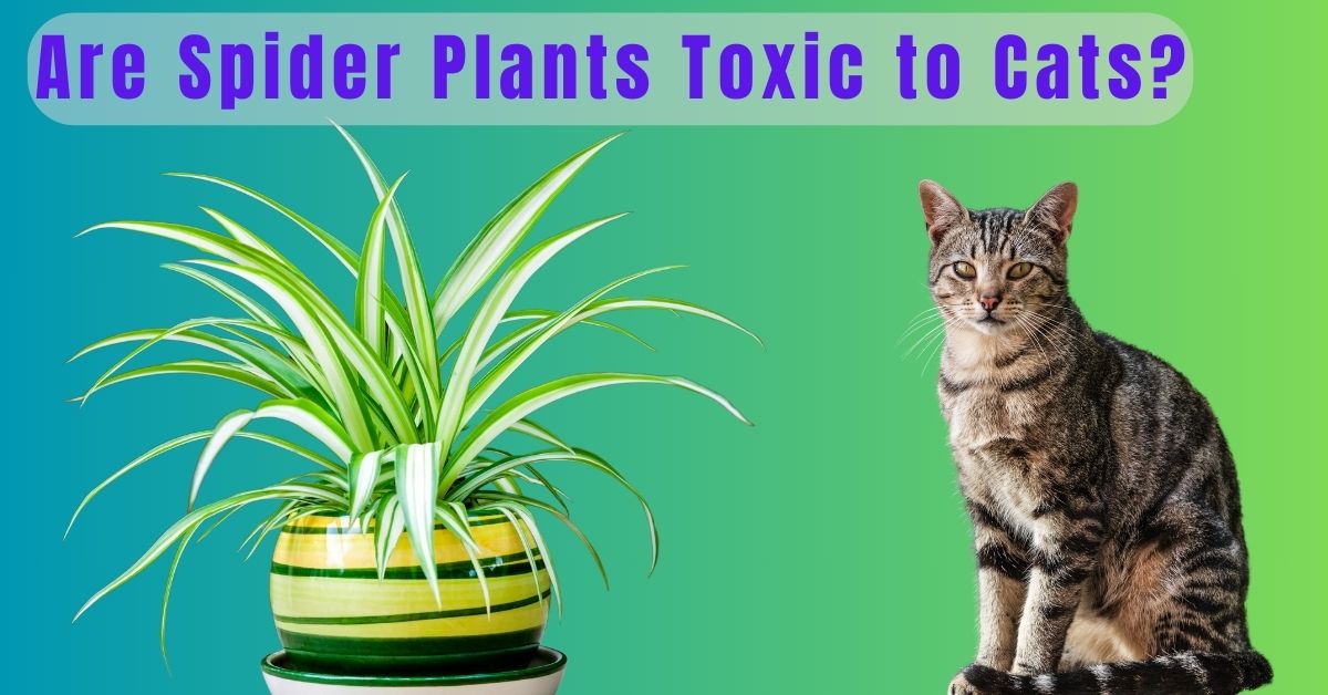 Are Spider Plants Toxic to Cats?