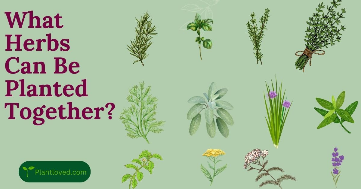 What Herbs Can Be Planted Together?