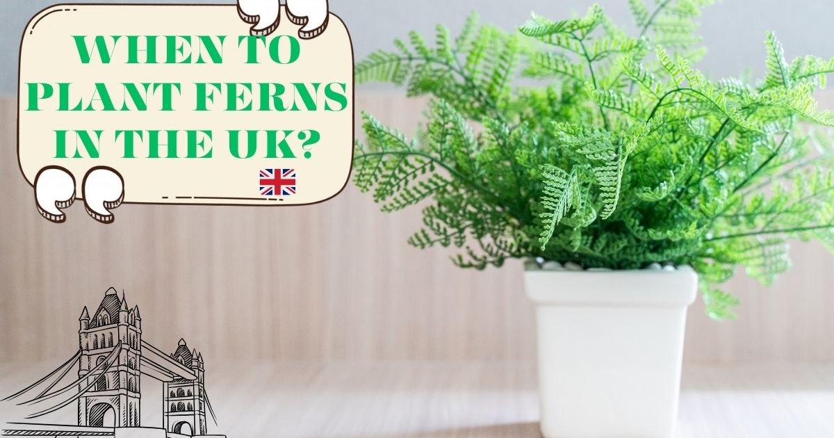 When to Plant Ferns in the UK?