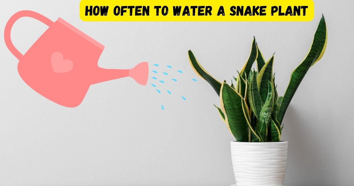 How Often to Water a Snake Plant