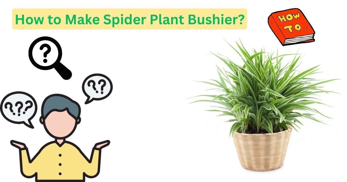 How to Make Spider Plant Bushier?