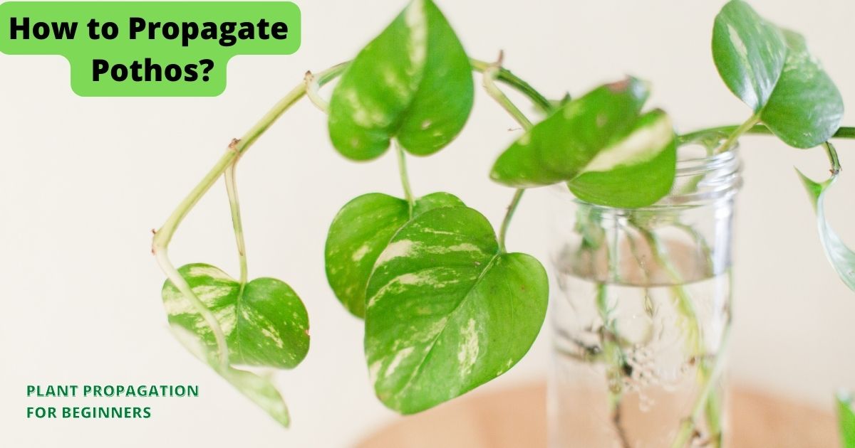 How to Propagate Pothos?