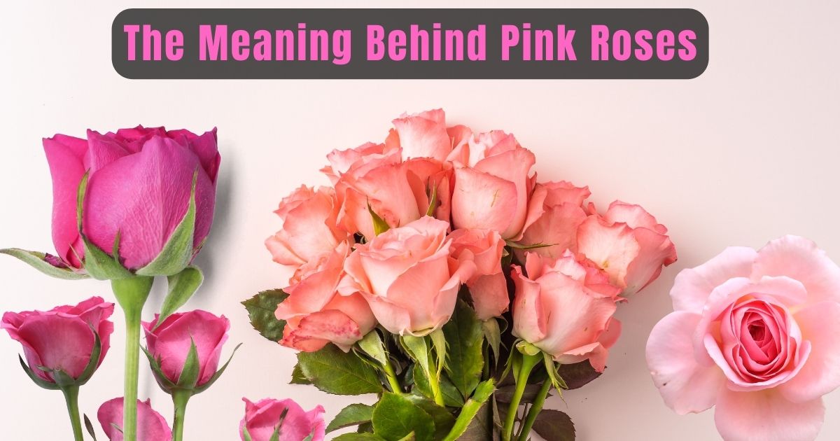 The Meaning Behind Pink Roses