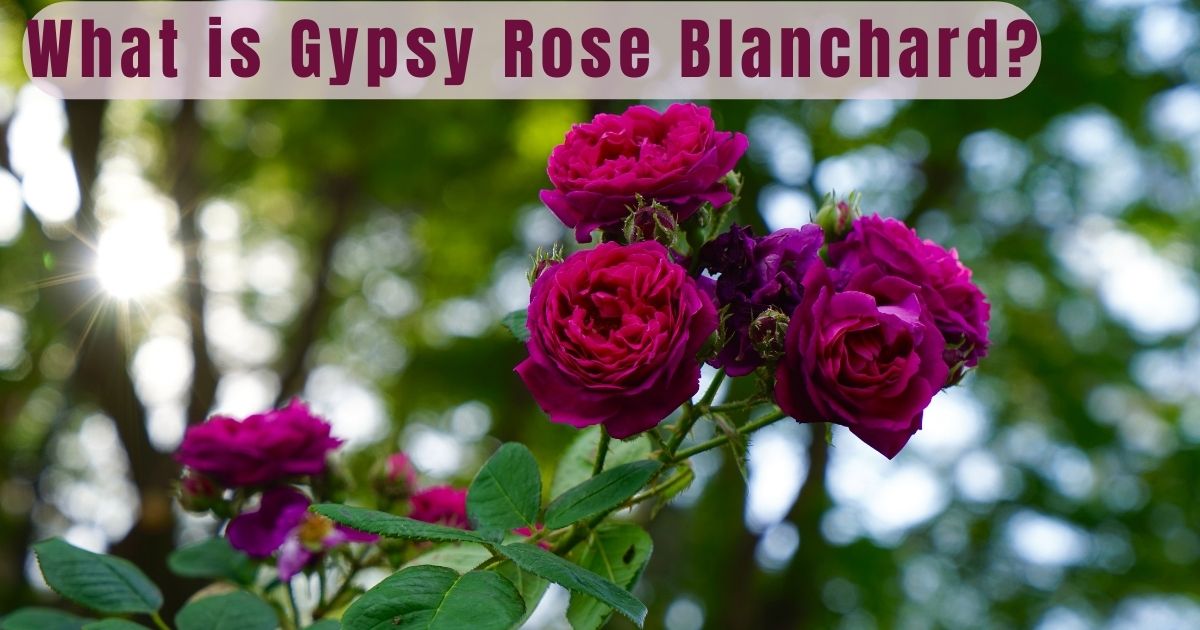 What is Gypsy Rose Blanchard?