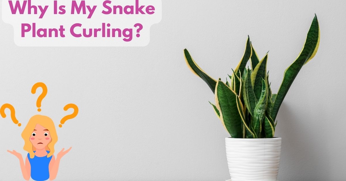 Why Is My Snake Plant Curling?