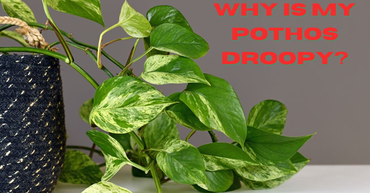 Why is My Pothos Droopy?