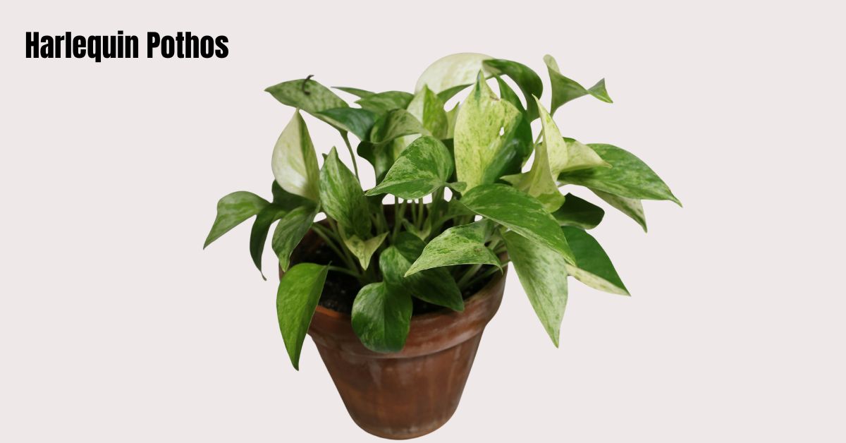 Harlequin Pothos