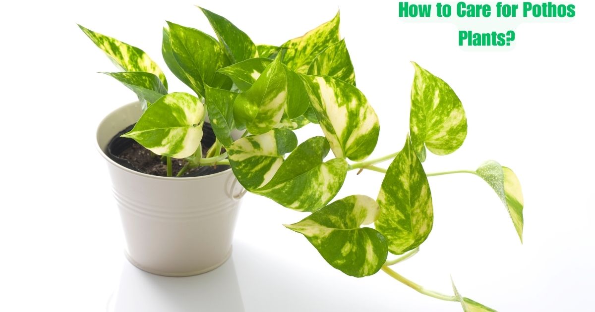 How to Care for Pothos Plants?