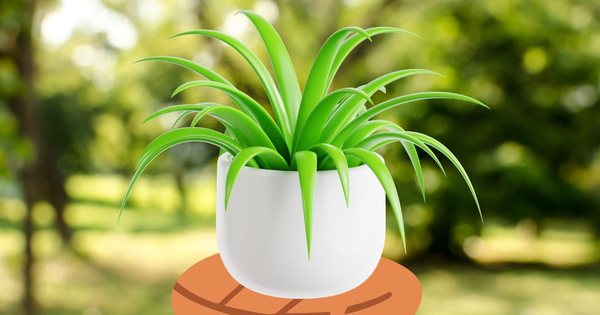 Spider Plant Variegated