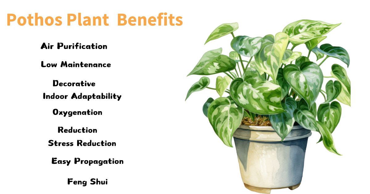 Pothos Plant Benefits