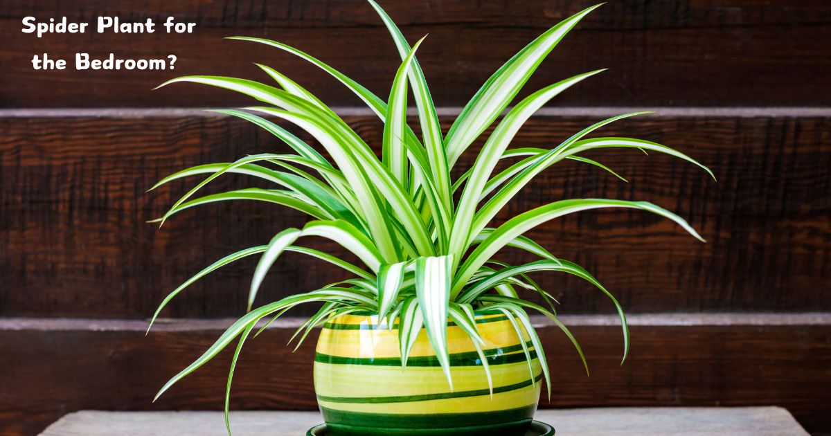 Spider Plant for the Bedroom