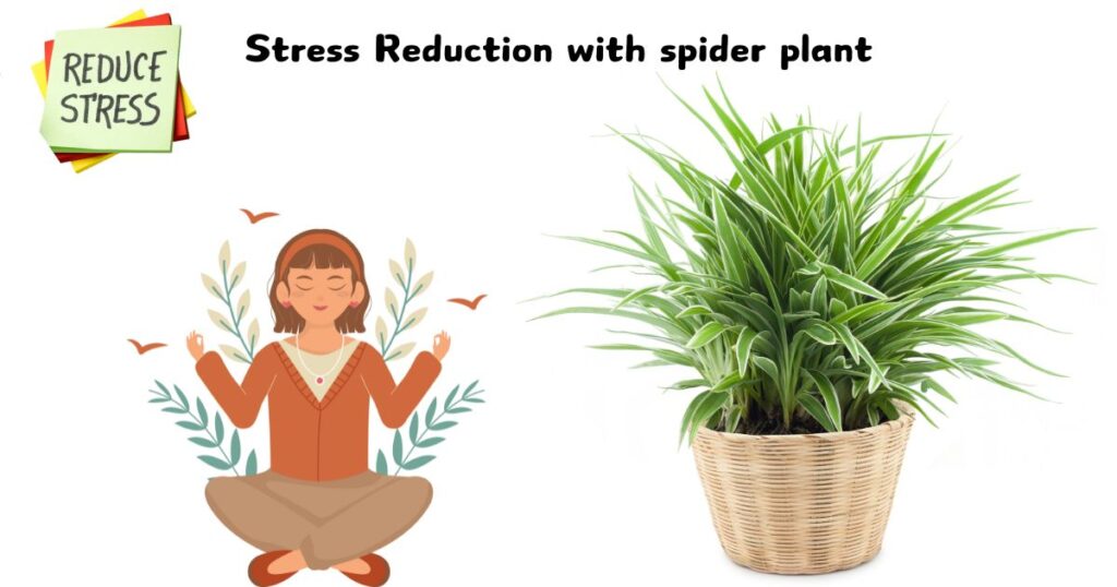 Is the Spider Plant Good for the Bedroom?