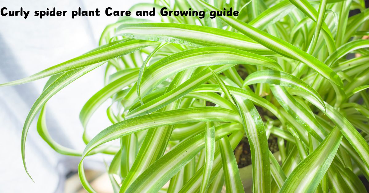 Curly spider plant Care and Growing guide