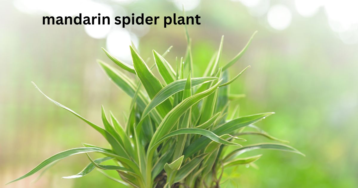 mandarin spider plant