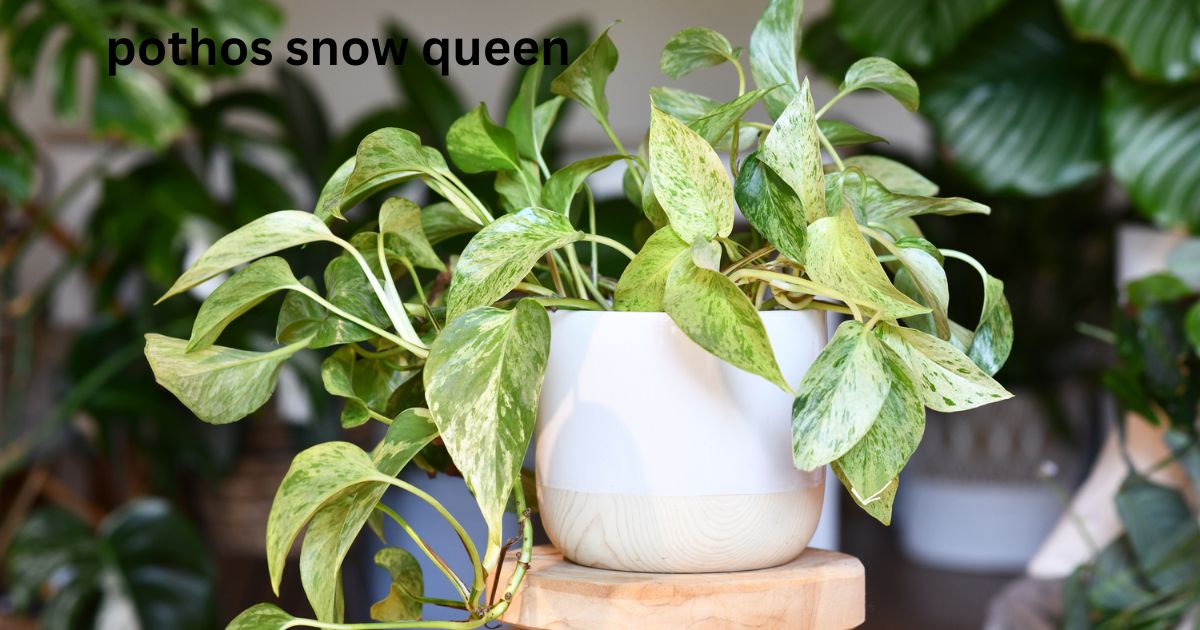 pothos snow queen​